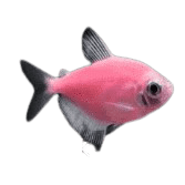 Tetra Widow GM Pink