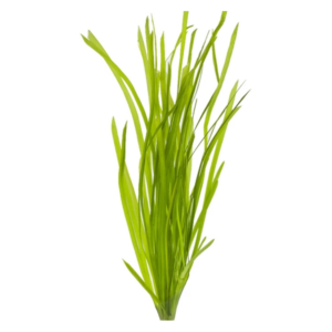 Vallisneria - 10cm+