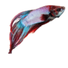 Assorted / Veiltail Betta