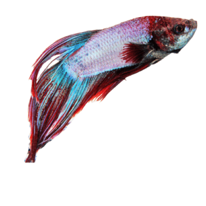 Assorted / Veiltail Betta