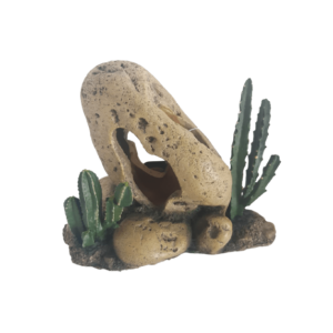 Cactus with Rock
