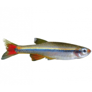 White Cloud Mountain minnow (Tanichthys albonubes) - 3cm