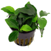 Anubias Nana (Imported)
