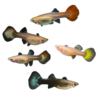Mixed Guppies - Female