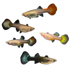 Mixed Guppies - Female