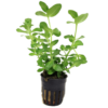 Bacopa Caroliniana Water Hyssop