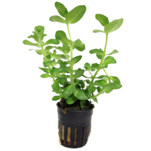 Bacopa Caroliniana Water Hyssop