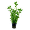 Bacopa ampiplexicaulis