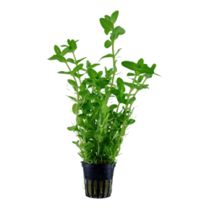 Bacopa ampiplexicaulis