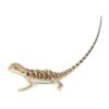 Bearded Dragons