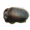 Black Apple Snail
