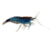 Blue Velvet Shrimp