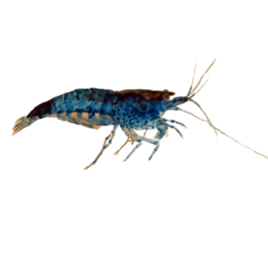 Blue Velvet Shrimp