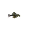 Bristlenose Pleco 3cm
