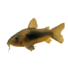Bronze Cory - 2.5cm (Corydoras aeneus)