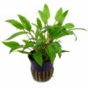 Cryptocoryne wendtii