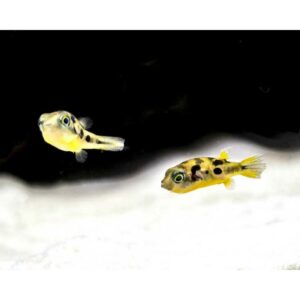 Dwarf Puffer - Image 2