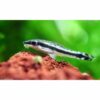 Dwarf sucker - Otocinclus