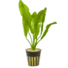 Echindorus martii hybrid