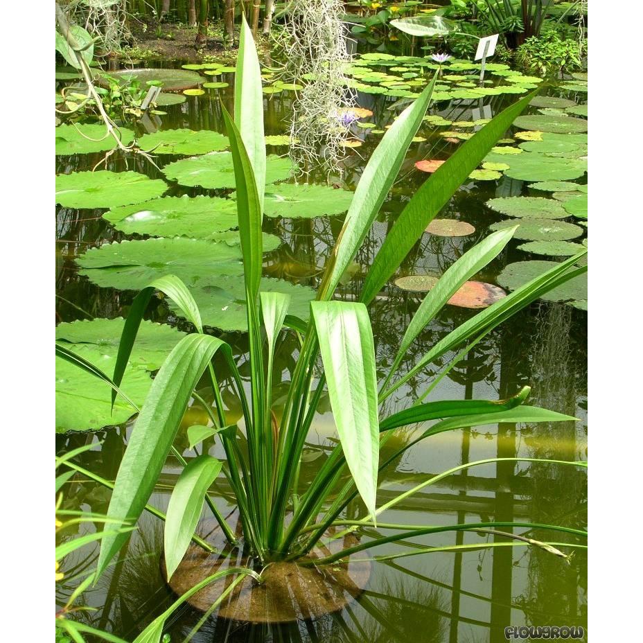 Echinodorus decumbens (Imported)