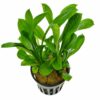 Echinodorus parviflorus ' Tropica'