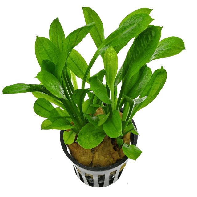 Echinodorus parviflorus ' Tropica'