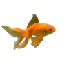 Fantail Goldfish small