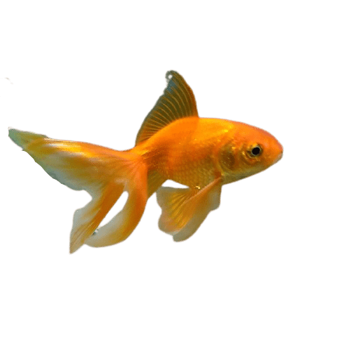 Fantail Goldfish small