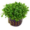 Glossostigma elantoides