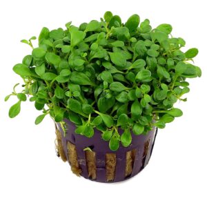 Glossostigma elantoides