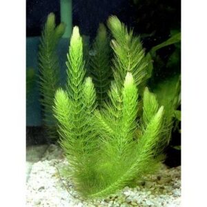 Hornwort - 20cm+