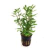 Hygrophila polysperma