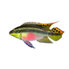 Kribensis Cichlid - 4cm (Pelvicachromis pulcher)