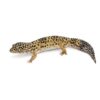Normal Leopard Gecko