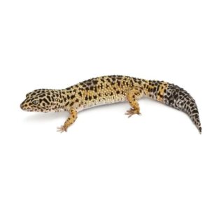 Normal Leopard Gecko