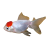 Red Cap Oranda - 3-4cm
