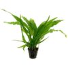 Microsorium pteroptus - java Fern