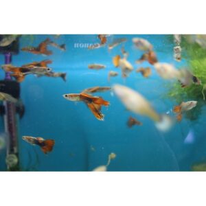 Mixed Guppies - Female - Image 2