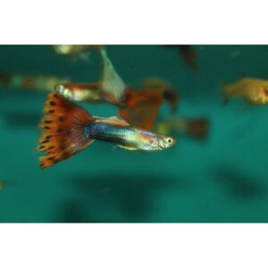 Mixed Guppies - Female - Image 3