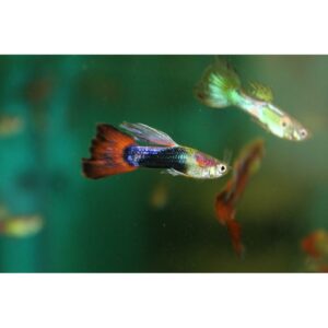 Mixed Guppies - Female - Image 4