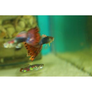 Mixed Guppies - Female - Image 5
