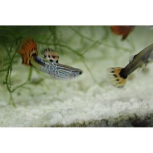 Mixed Guppies - Female - Image 6