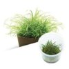 pygmy chain sword (Echinodorus teniulus ) Tissue Culture