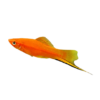Assorted Swordtail fish 6cm