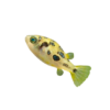 Dwarf Puffer