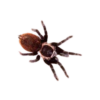 Red Rump Tarantula Sling