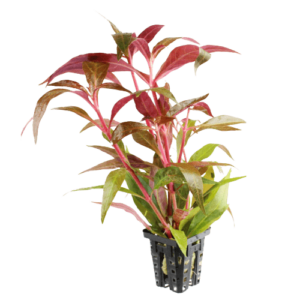 Reneckii rosaefolia