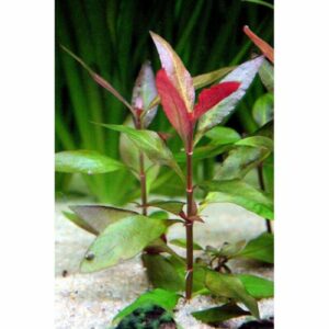 Alternative view of Reneckii rosaefolia