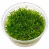 VERSICULARIA "Christmas Moss" (import)