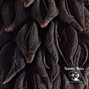 NatureBoys Magnolia Cone L-XL